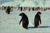 Re: REQ:Need pic of group of penguins