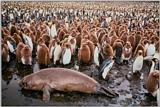 Re: REQ:Need pic of group of penguins