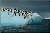 Re: REQ:Need pic of group of penguins