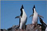 Re: REQ:Need pic of group of penguins