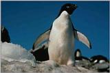 Re: REQ:Need pic of group of penguins