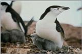 Re: REQ:Need pic of group of penguins