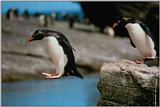 Re: REQ:Need pic of group of penguins