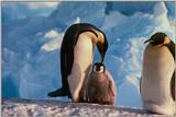 Re: REQ:Need pic of group of penguins