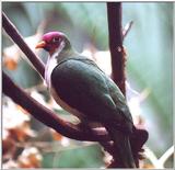 unknown bird2  --> Jambu Fruit Dove (Ptilinopus jambu)