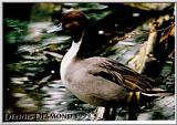 Pintail drake