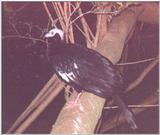 Piping Guan