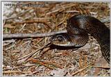 Re: Black pine snake - defensive position