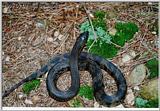 Re: Black pine snake - defensive position