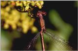 fNP - Emerald Damselfly - pjuffer1.jpg