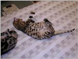 My cat too...