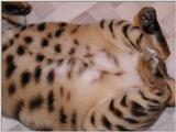 My cat too...