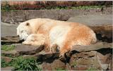 Y2K Hannover Zoo pics - Polar bear nap - many more to come