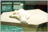 Polar bear
