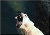 Polar Bear at Everland