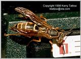 Polistes On Jaz Drive - ktatlow@xta.com.jpg