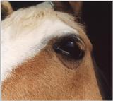 the eye of Polka