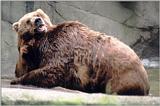 Hagenbeck Zoo - tired of those tigers? Here's some bears enjoying the pool