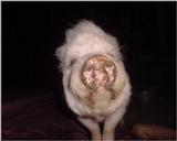 (Description) File 21 of 40 - Porky - 002.jpg (1/1)