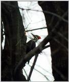 is this a woodpecker too?? -- pileated woodpecker (Dryocopus pileatus)