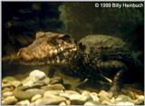 Dwarf Caiman P. palpebrosus