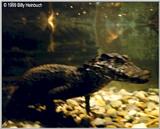 Cuvier's Dwarf Caiman   ( P. palpabrosus )