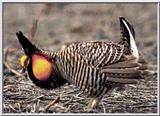 Prairie Chicken