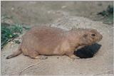 Prairie Dog 1