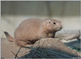 Prairie Dog 2