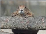 Prairie Dog 3