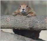 Prairie Dog 4