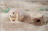 A few more Prairie Dogs 1