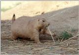 A few more Prairie Dogs 2