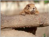 A few more Prairie Dogs 3