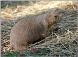 Prairie Dog