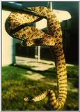 Re: Please Post Rattlesnake JPG or GIF. Thanks