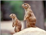 Prairie dogs 2