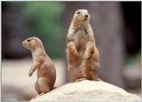 Prairie dogs 3