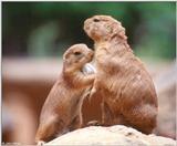 Prairie Dog 5