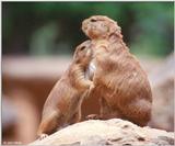 Prairie dog 6