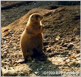 Prarie Dog