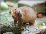 Hannover Zoo - Time for another prairie dog - future posts in 1024x768, if possible