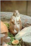 Hannover Zoo prairie dogs - they always have a pose for you...