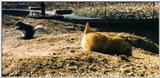 Prarie Dog w/ Gray squirrel 1