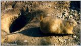 Prarie dog 4