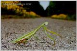 Praying mantis