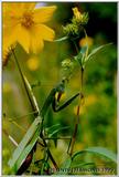 Praying Mantis - 2