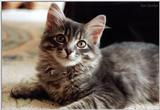 Cats/kittens: Princess