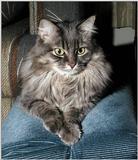 My cat Princess again