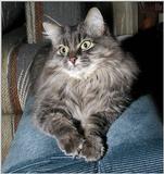 My Cat Princess